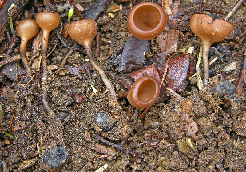 Avete voglia di funghi di oggi....guardate questo post.